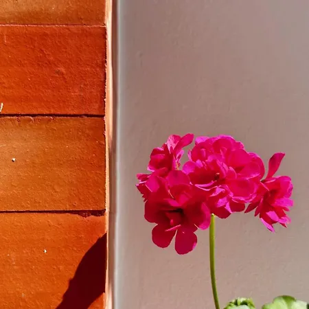 Terracota 2 Quartos Parque Pet Friendly Lägenhet *